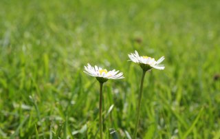 Två blommor på ängen.